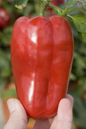 Picture of Redskin F1 Sweet Pepper